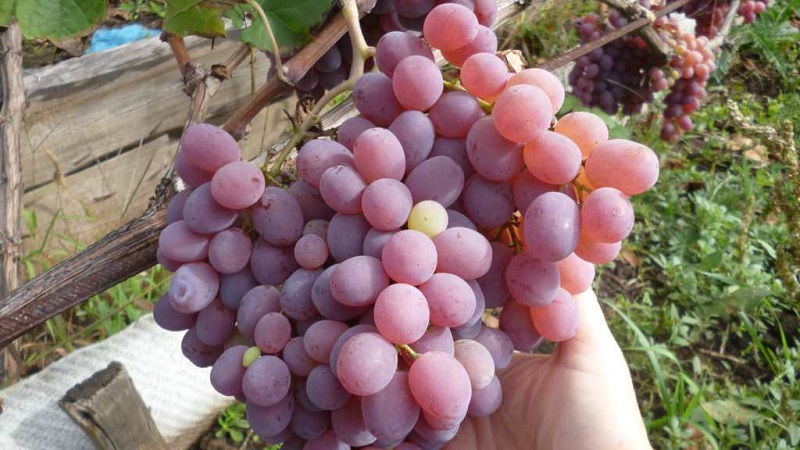 Examen des meilleurs cépages de table et recommandations de sélection