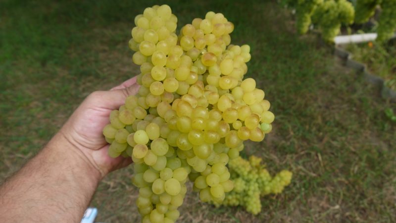 Description du cépage Kishmish 342