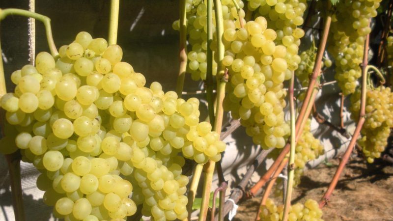 Description du cépage Kishmish 342