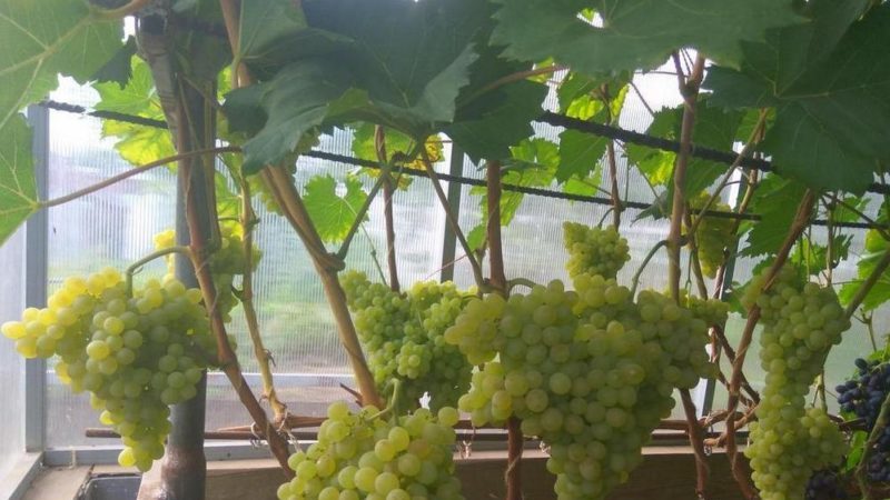 Description du cépage Kishmish 342