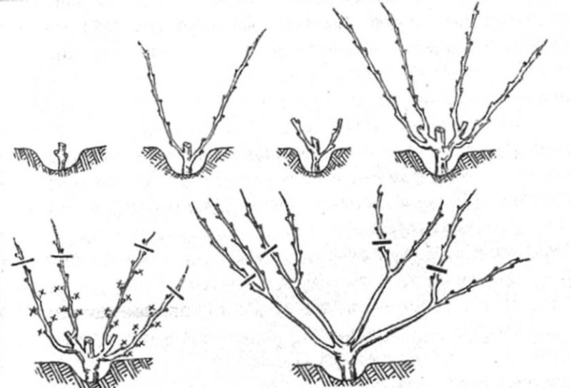 Description du cépage Kishmish 342