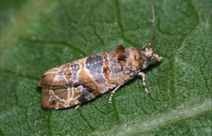 Cépages non couvrants pour la région de Leningrad