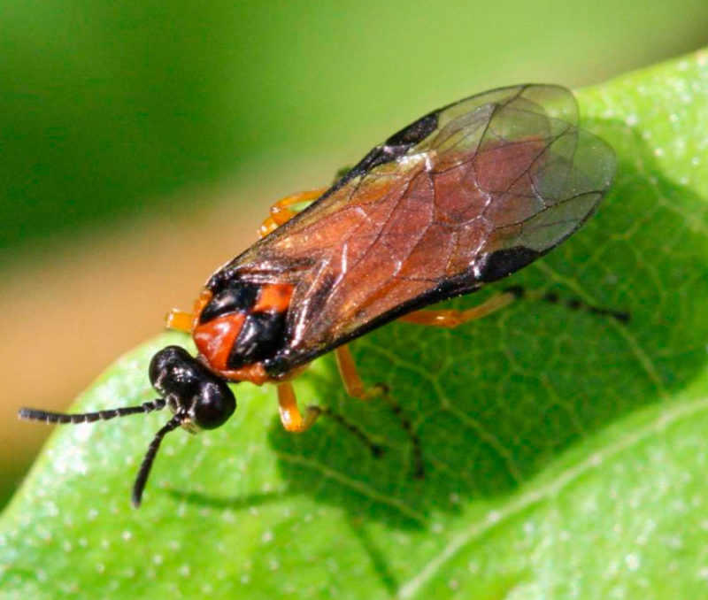 Quel ravageur mange les feuilles de groseille à maquereau et que faire pour sauver les buissons