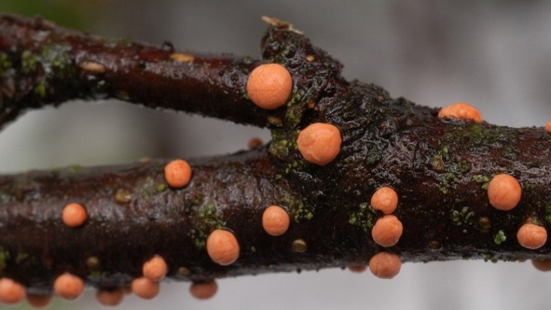 Pourquoi les groseilliers sèchent et que faire pour résoudre le problème