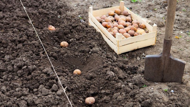 Nouvelles façons de planter des pommes de terre et caractéristiques d'entretien