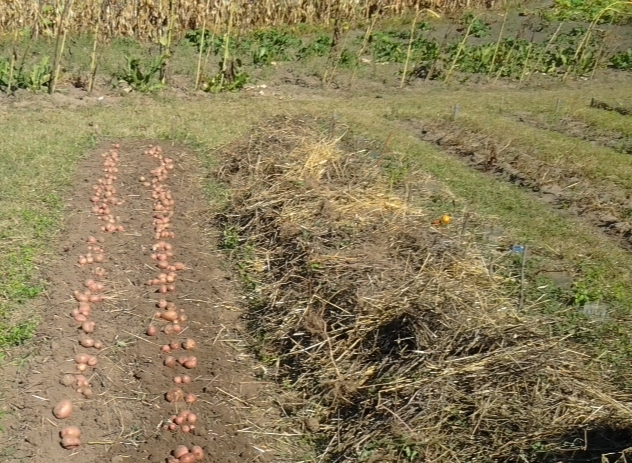 Nouvelles façons de planter des pommes de terre et caractéristiques d'entretien