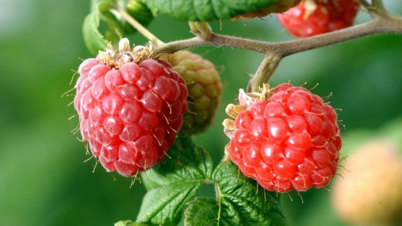 Avantages et caractéristiques des framboises précoces