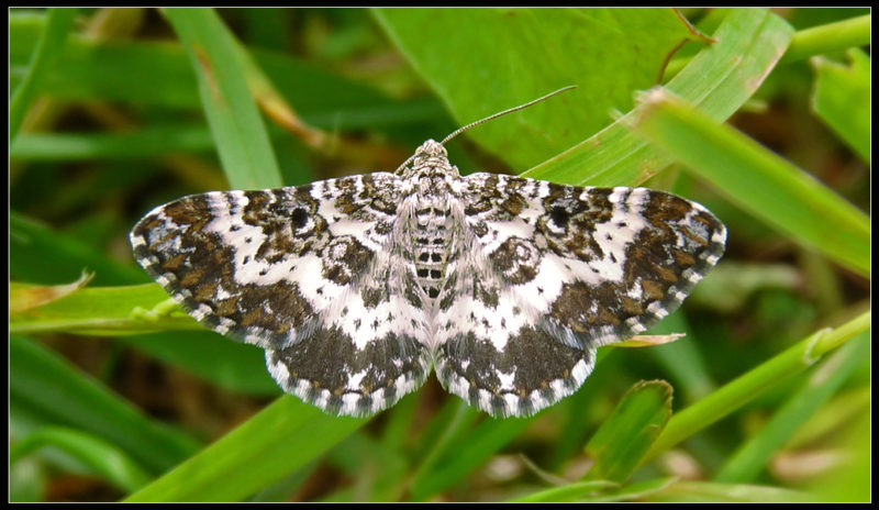 Comment, quand et comment transformer les groseilles à maquereau des chenilles, s'il y a déjà des baies