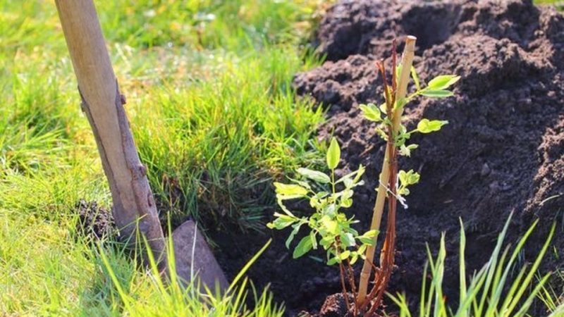 Variété de chèvrefeuille tardif et résistant au gel Roxanne
