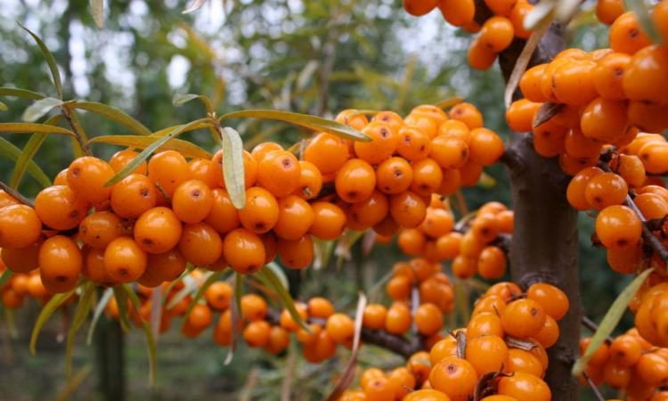 Variété d'espèces et de variétés d'argousier