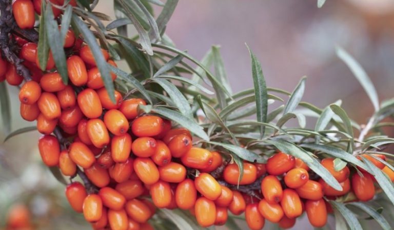 Variété d'espèces et de variétés d'argousier