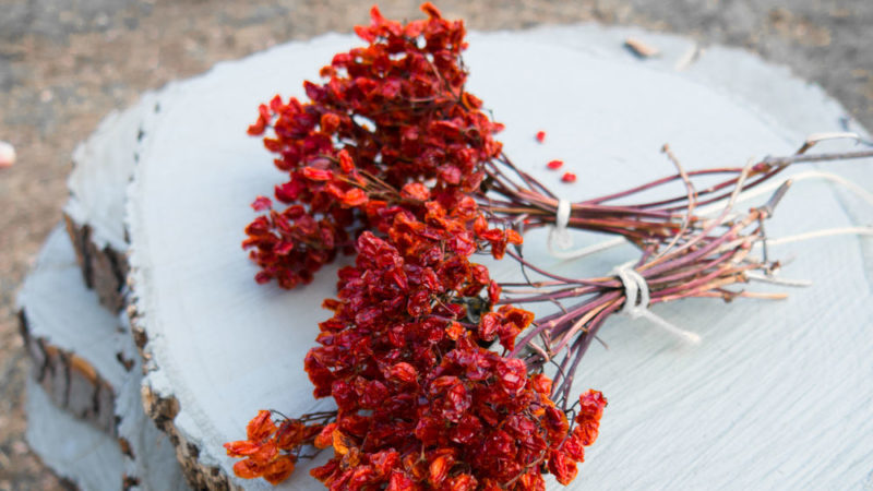 Est-il possible de sécher le viburnum et comment le faire à la maison