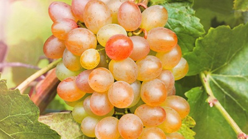 Exigences relatives aux cépages pour la Sibérie et aperçu des meilleurs d'entre eux