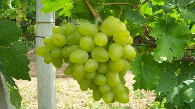 Exigences relatives aux cépages pour la Sibérie et aperçu des meilleurs d'entre eux