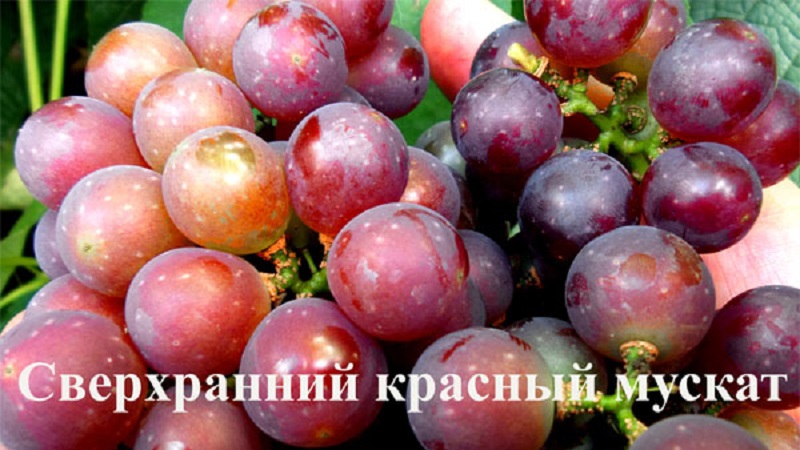 Exigences relatives aux cépages pour la Sibérie et aperçu des meilleurs d'entre eux