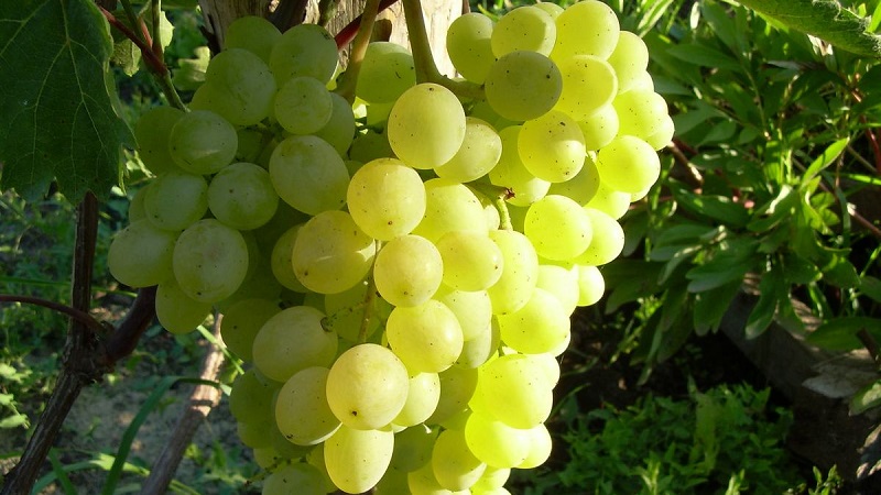 Exigences relatives aux cépages pour la Sibérie et aperçu des meilleurs d'entre eux