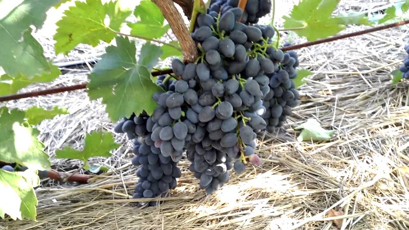 Exigences relatives aux cépages pour la Sibérie et aperçu des meilleurs d'entre eux