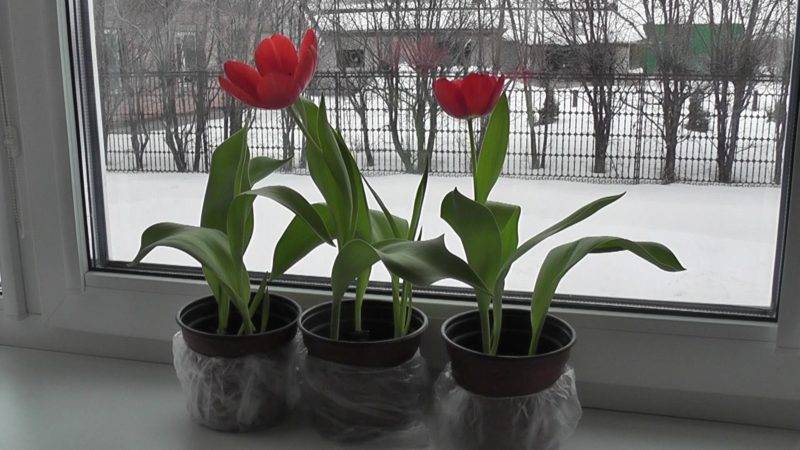 Comment faire pousser correctement des tulipes dans un pot à la maison