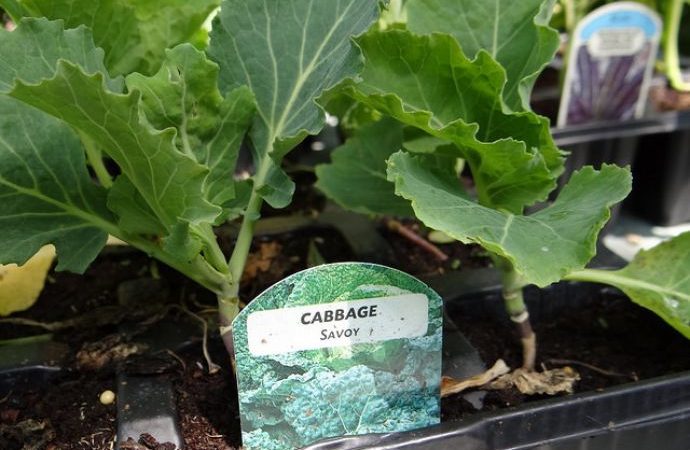 Description, culture, variétés populaires de chou frisé