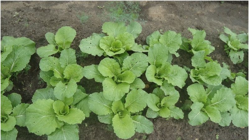 Description, culture, variétés populaires de chou frisé