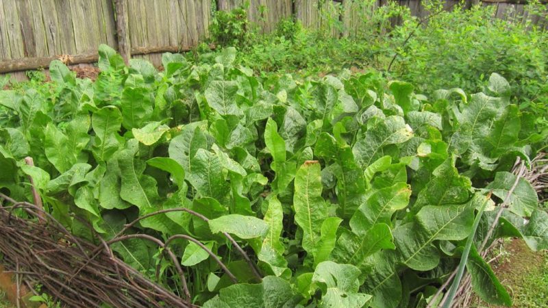 Instructions pour la culture correcte du raifort sur votre propre parcelle