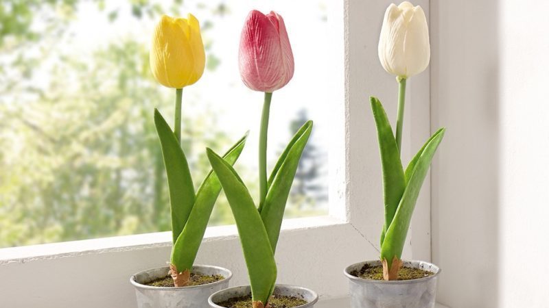 Comment faire pousser correctement des tulipes dans un pot à la maison