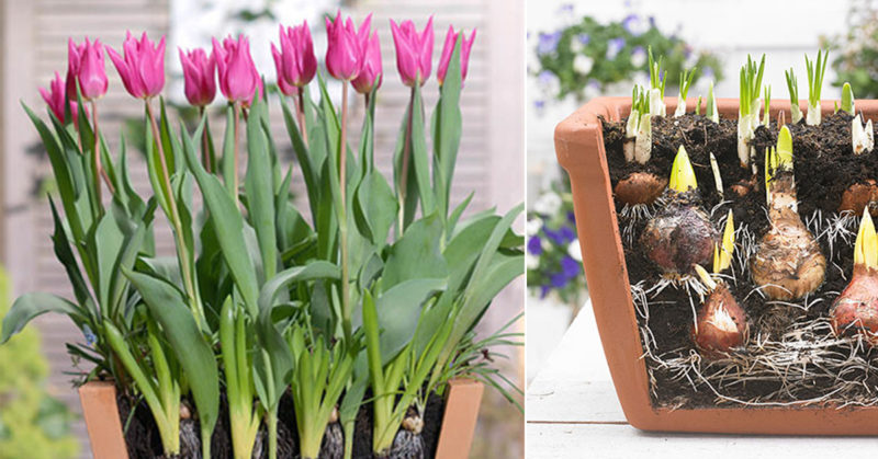 Comment faire pousser correctement des tulipes dans un pot à la maison