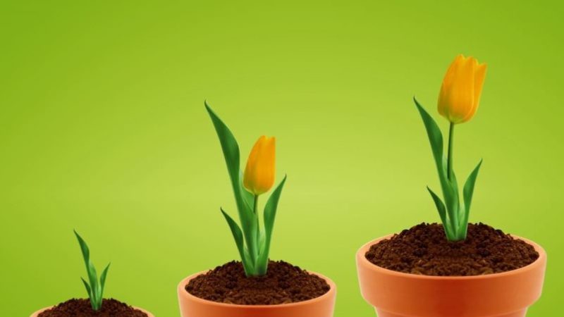 Comment faire pousser correctement des tulipes dans un pot à la maison