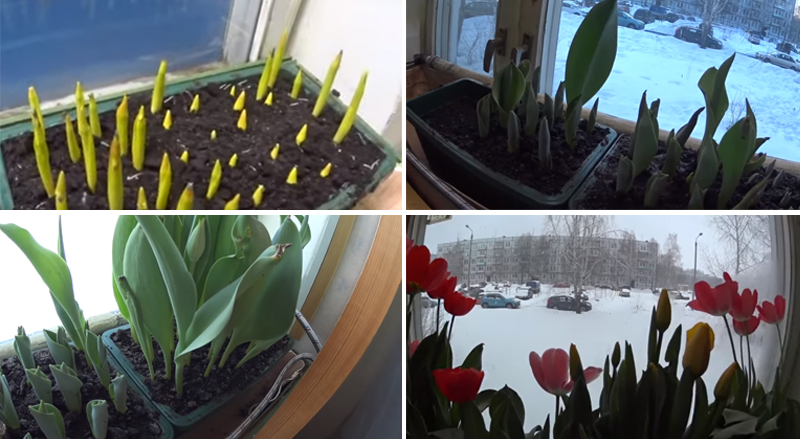Comment faire pousser correctement des tulipes dans un pot à la maison