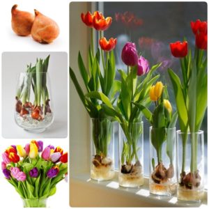 Comment faire pousser correctement des tulipes dans un pot à la maison