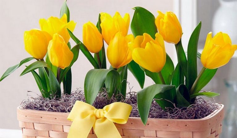 Comment faire pousser correctement des tulipes dans un pot à la maison