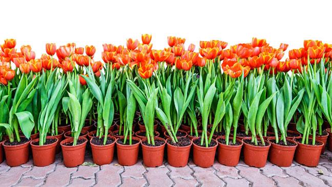 Comment faire pousser correctement des tulipes dans un pot à la maison