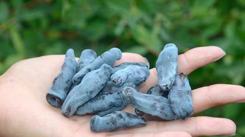 Quand le chèvrefeuille mûrit dans différentes régions