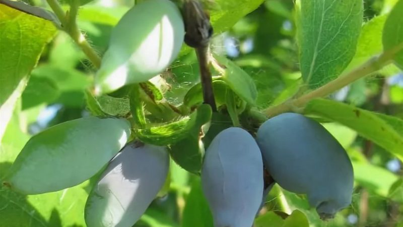 Les meilleures variétés de chèvrefeuille pour la région de Leningrad et recommandations pour choisir la bonne