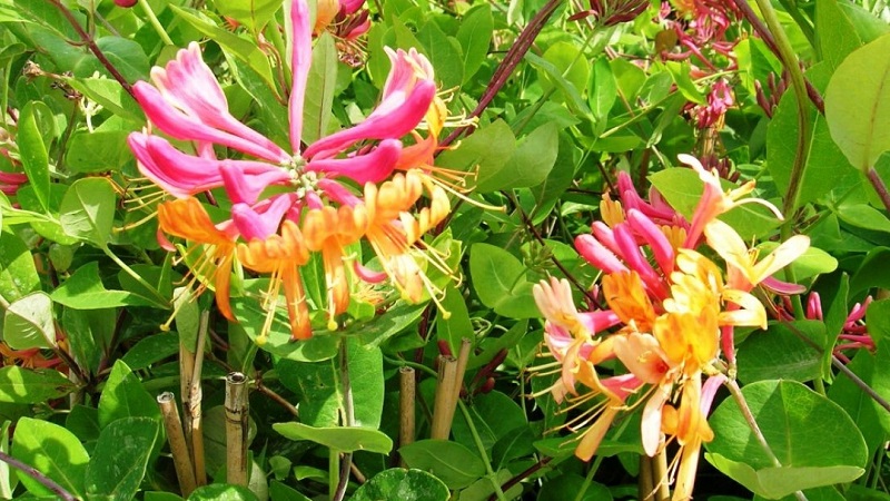 Honeysuckle Hekroth - description et caractéristiques