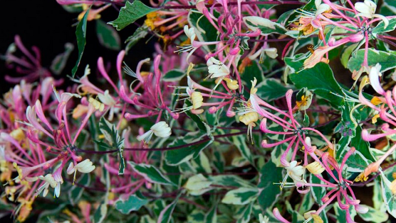 Honeysuckle Hekroth - description et caractéristiques