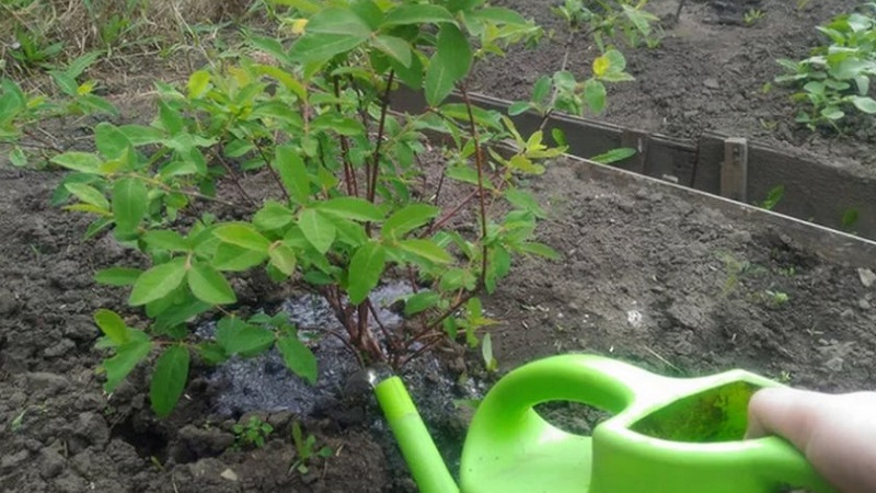 Comment bien prendre soin du chèvrefeuille au printemps - alimentation et taille