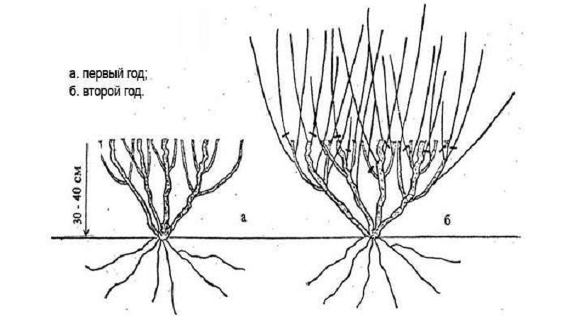 Honeysuckle Hekroth - description et caractéristiques