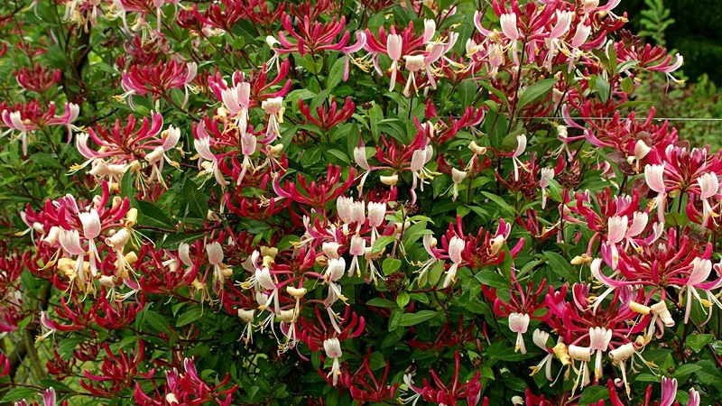 Chèvrefeuille chèvrefeuille (liane parfumée): description, méthodes de reproduction, nuances de soins