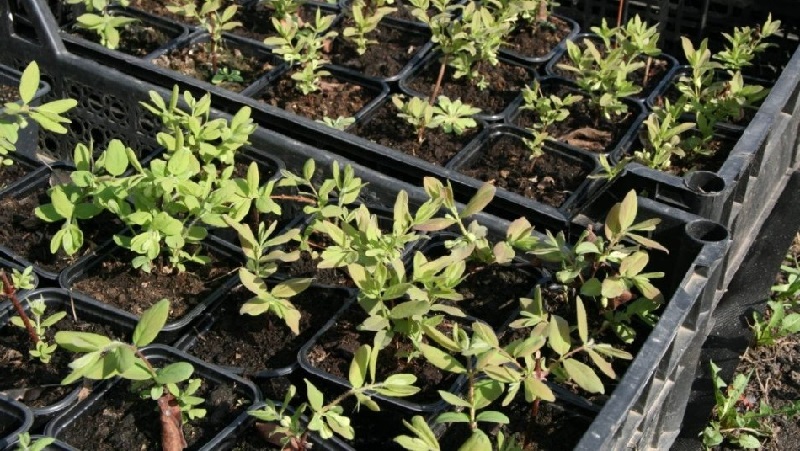 Chèvrefeuille chèvrefeuille (liane parfumée): description, méthodes de reproduction, nuances de soins