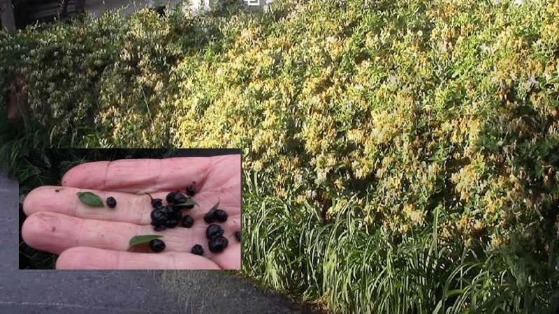 Chèvrefeuille chèvrefeuille (liane parfumée): description, méthodes de reproduction, nuances de soins