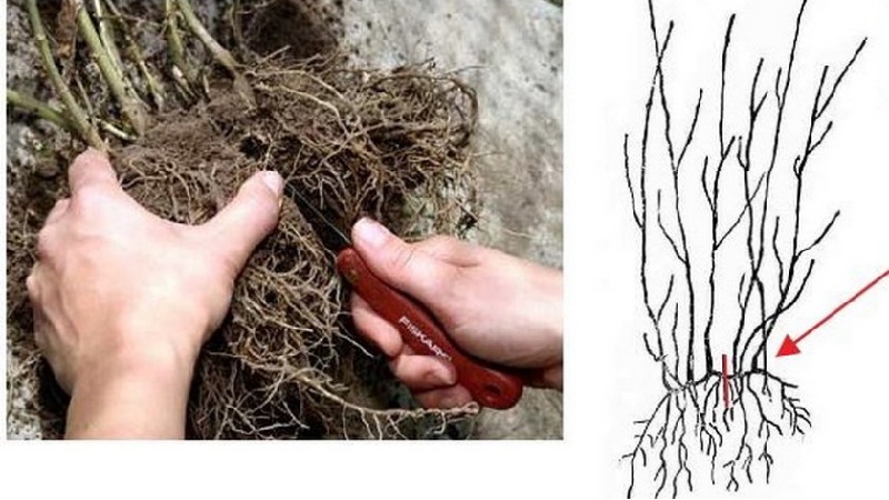 Chèvrefeuille chèvrefeuille (liane parfumée): description, méthodes de reproduction, nuances de soins