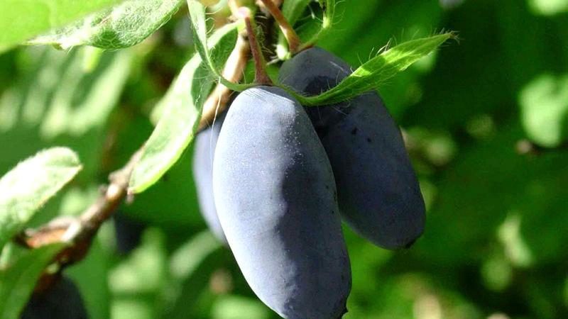 Les meilleures variétés de chèvrefeuille pour la région de Leningrad et recommandations pour choisir la bonne