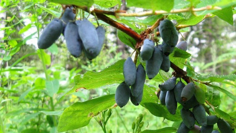 Les meilleures variétés de chèvrefeuille pour la région de Leningrad et recommandations pour choisir la bonne