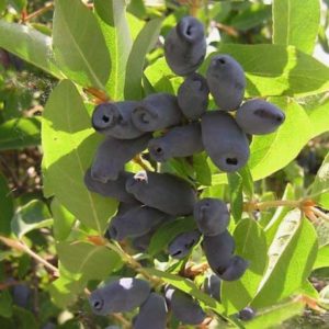 Variété de chèvrefeuille tardif et résistant au gel Roxanne