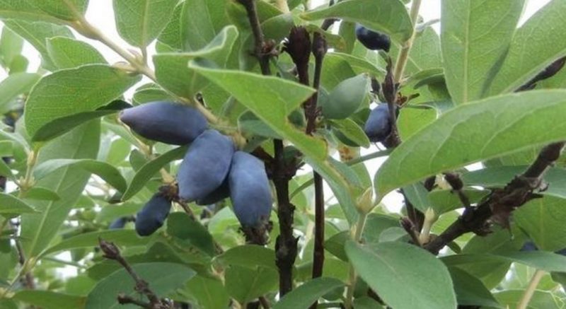 Une sélection des meilleures variétés de chèvrefeuille, délicieuses et sucrées à cultiver dans différentes régions