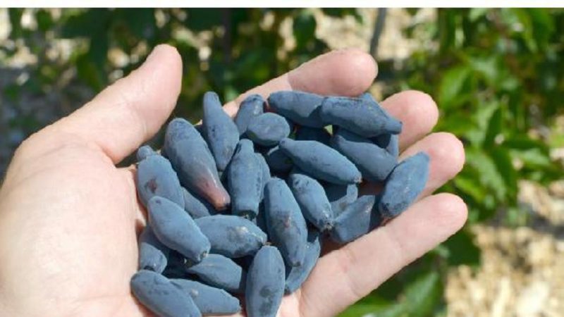 Comment faire pousser correctement le chèvrefeuille à partir de baies: instructions étape par étape