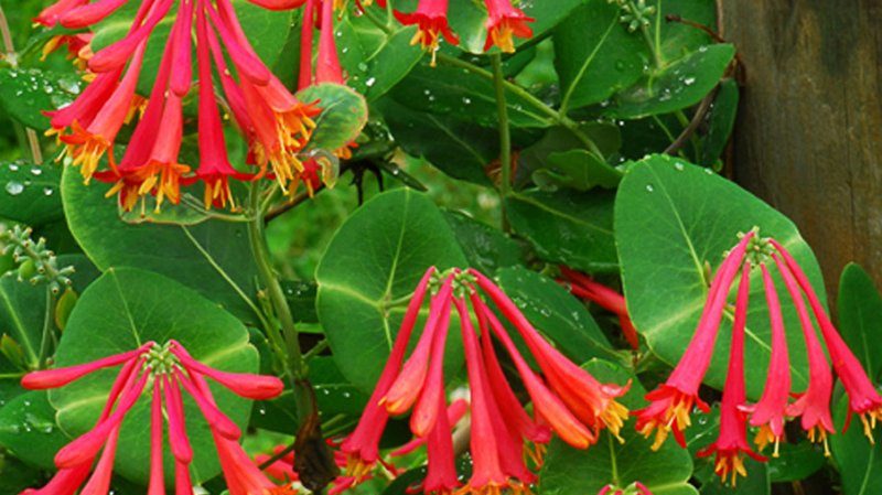 Description, culture et application de Brown's Honeysuckle Dropmore Scarlet
