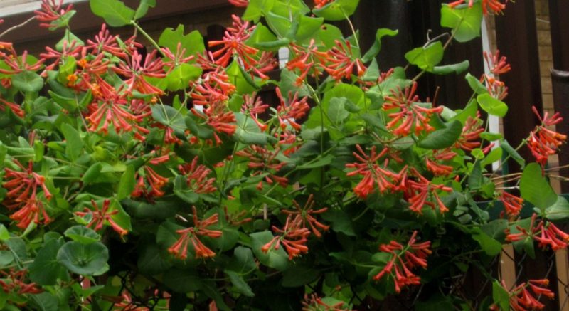 Description, culture et application de Brown's Honeysuckle Dropmore Scarlet