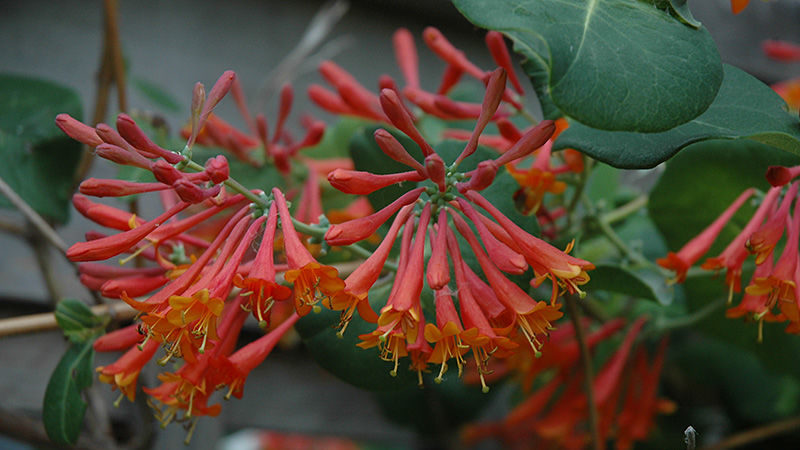 Description, culture et application de Brown's Honeysuckle Dropmore Scarlet